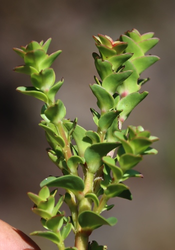 Penaea cneorum (Penaea cneorum)