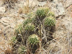 Coryphantha octacantha