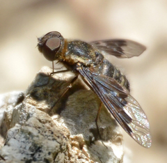 Hemipenthes edwardsii