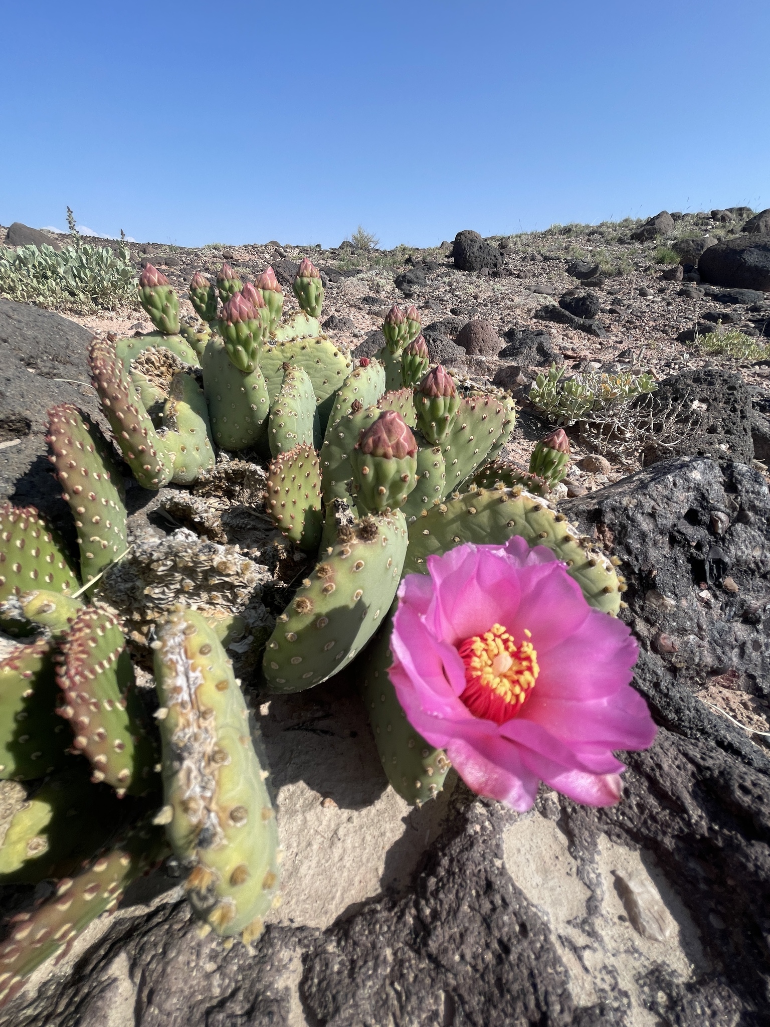 Opuntia basilaris var. heilii