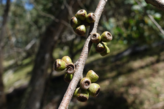 Eucalyptus stellulata
