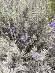 Salvia chamaedryoides