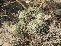 Coryphantha octacantha