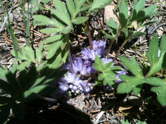 Hydrophyllum alpestre