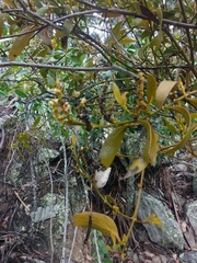 Phoradendron herbert-smithii