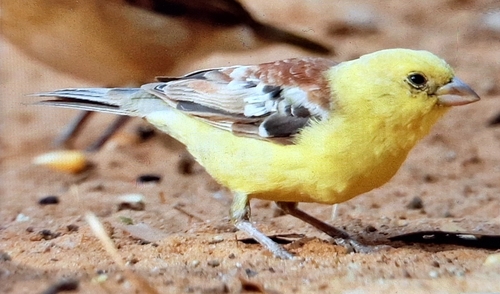 Moineau doré