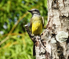 Tyrannus melancholicus