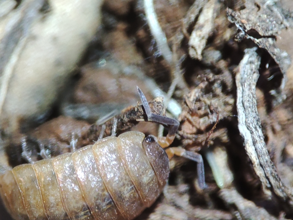 Proporcellio in December 2023 by Luis Silva. 2 · iNaturalist