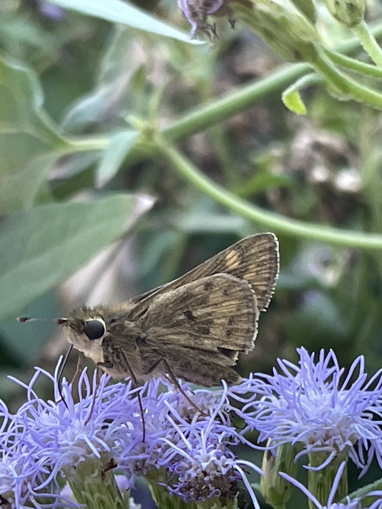 Butterflies and Moths from SW Vernon St, Glen Rose, TX, US on December 8, 2023 at 0238 PM by