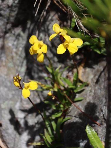 Image of Disa aurata by (c) Tony Rebelo, some rights reserved (CC BY-SA)