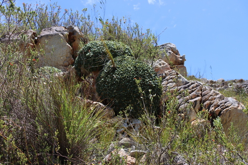 Image of Oldenburgia paradoxa by (c) Tony Rebelo, some rights reserved (CC BY-SA)