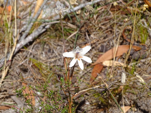 Image of Tritonia flabellifolia by (c) Shaun Swanepoel, some rights reserved (CC BY)