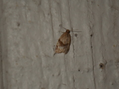 Clepsis peritana