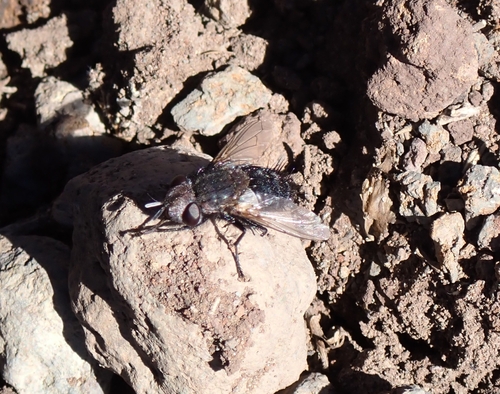 Pseudogonia fasciata