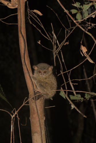 Gursky's Spectral Tarsier