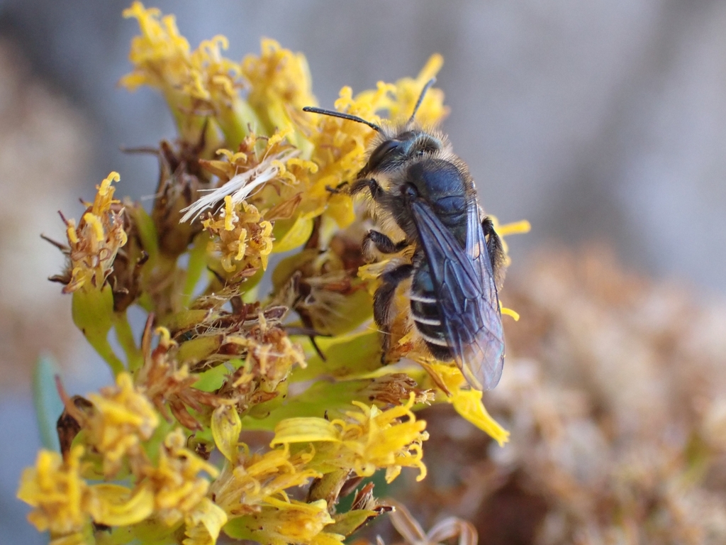 Andrena chalcogastra