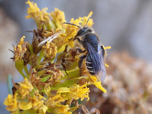 Andrena chalcogastra