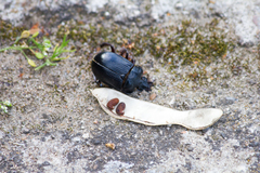 Ceratophyus hoffmannseggi