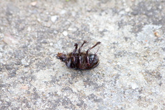 Ceratophyus hoffmannseggi