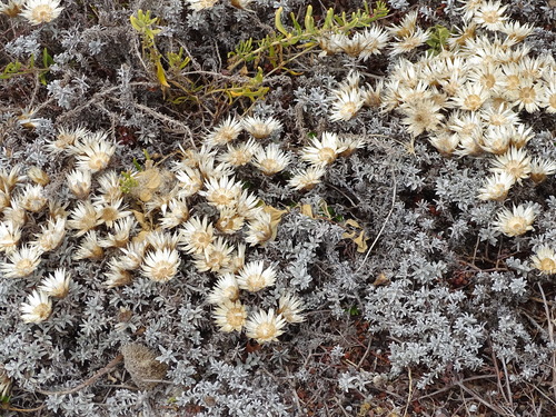 Image of Helichrysum retortum by (c) Shaun Swanepoel, some rights reserved (CC BY)