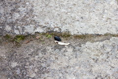 Ceratophyus hoffmannseggi