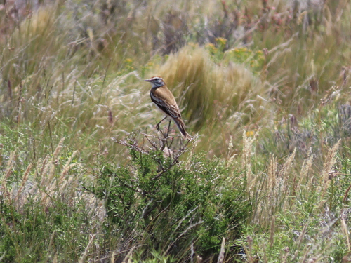 Rusty-backed Monjita (Neoxolmis rubetra), photo 7