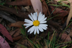 Brachyscome aculeata