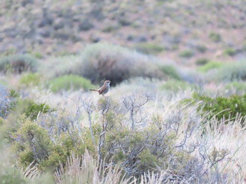 Band-tailed Earthcreeper (Ochetorhynchus phoenicurus), photo 7