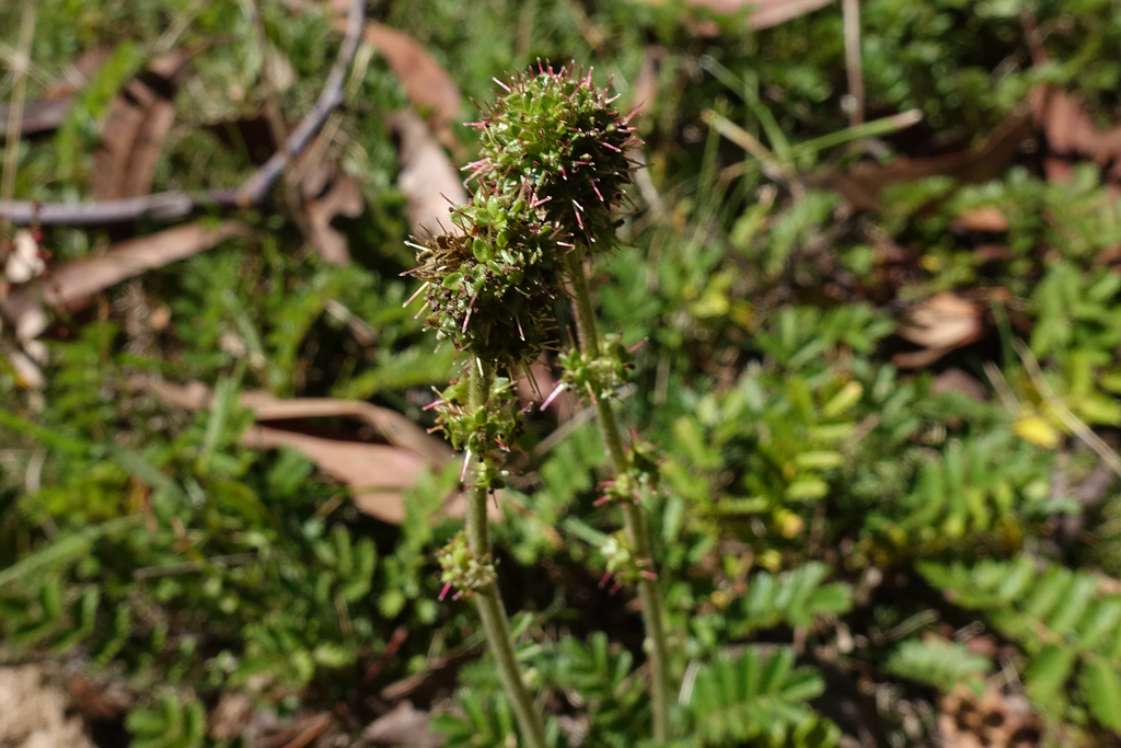 Acaena × anserovina