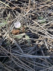 Claytonia rosea