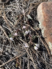 Claytonia rosea