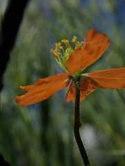 Papaver californicum