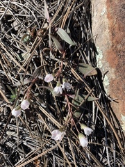 Claytonia rosea