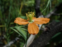 Papaver californicum