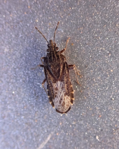 Aradus canariensis