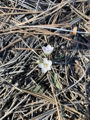 Claytonia rosea