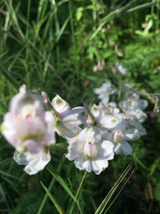 Delphinium hansenii
