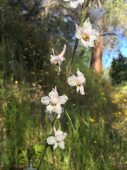 Delphinium hansenii
