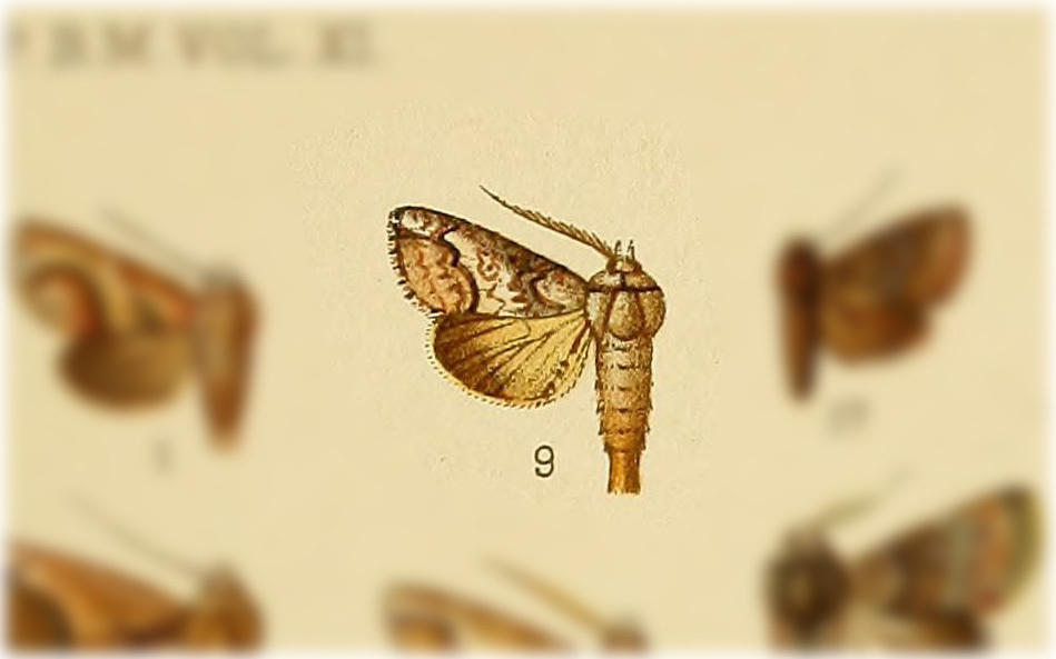 Cutworm moth