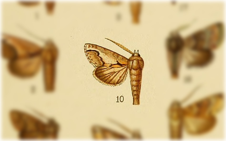Paectes arcigera
