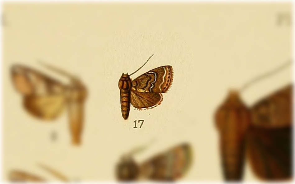 Paectes endochlora