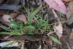 Brachyscome aculeata