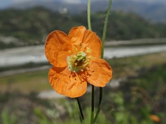 Papaver californicum