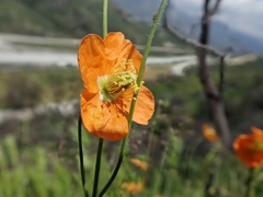 Papaver californicum