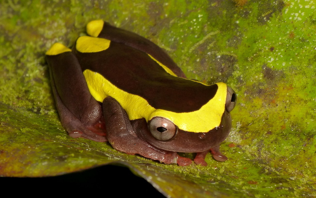 Upper Amazon Tree Frog (Dendropsophus bifurcus)
