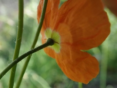 Papaver californicum