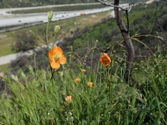 Papaver californicum