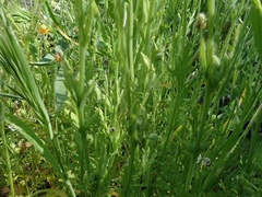 Papaver californicum
