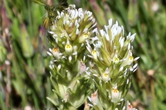 Castilleja lineariloba