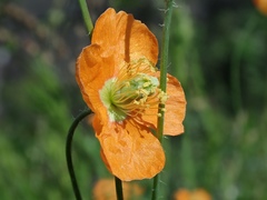 Papaver californicum